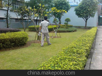 南寧第45屆體操世界錦標(biāo)賽主賽場(chǎng)、訓(xùn)練場(chǎng)病媒生物防制工作