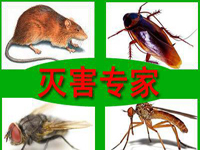 怎樣預(yù)防老鼠？